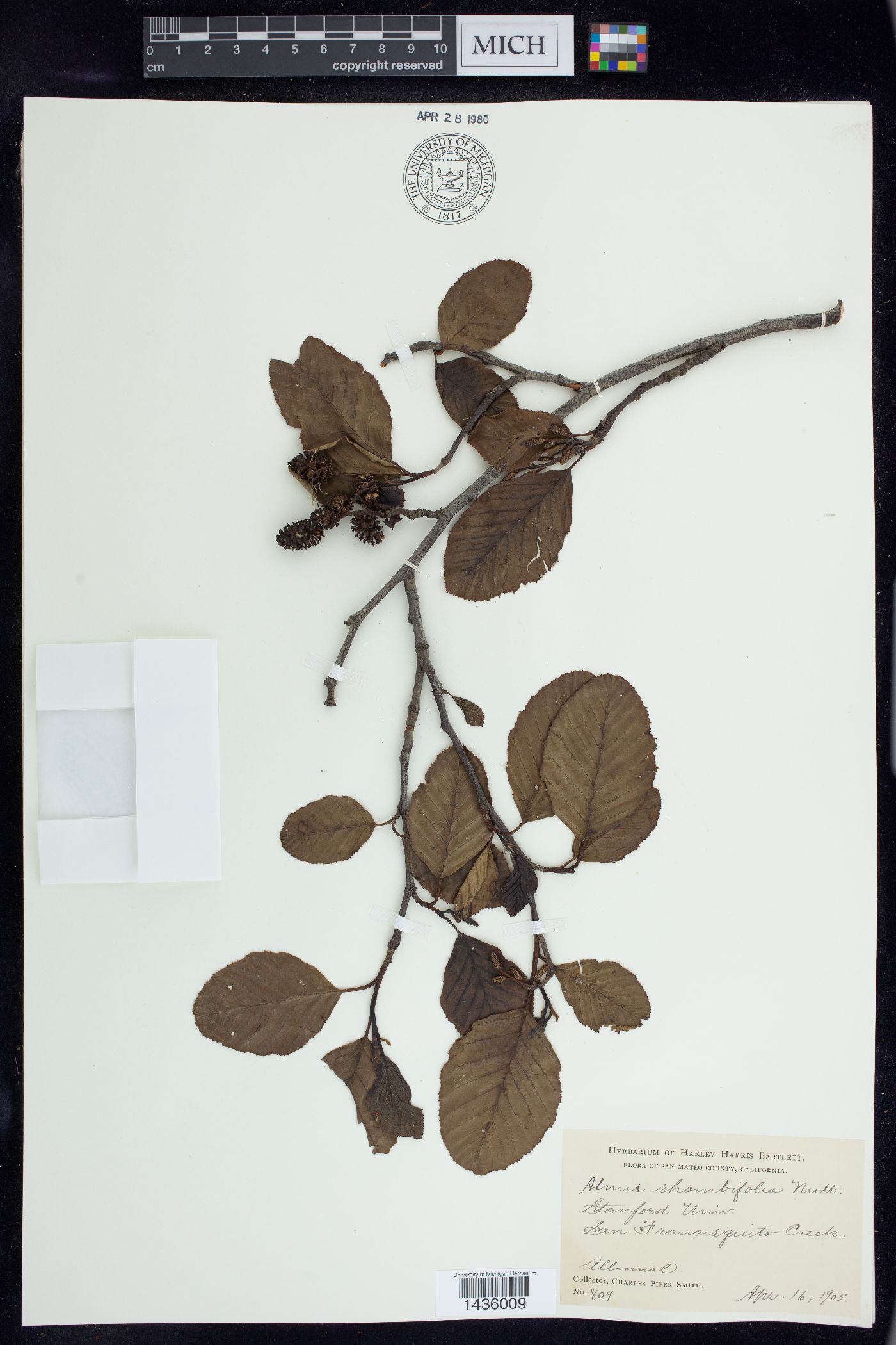 Alnus rhombifolia image