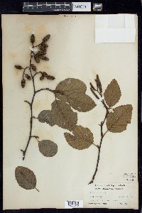 Alnus rubra image