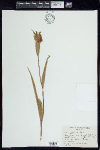 Iris fulva image