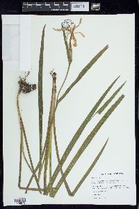 Iris fulva image