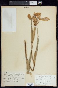 Iris hexagona var. savannarum image