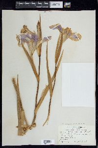 Iris hexagona image