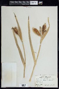 Iris hexagona var. savannarum image