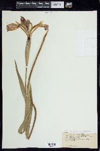 Iris hexagona var. savannarum image