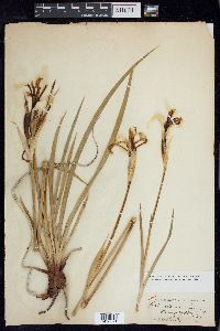 Iris missouriensis image