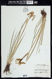 Iris missouriensis image