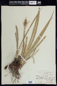 Iris missouriensis image