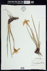 Iris missouriensis image