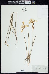 Iris prismatica image