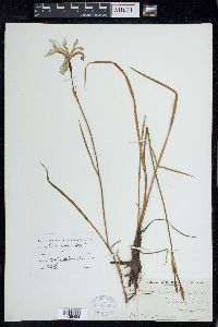 Iris prismatica image