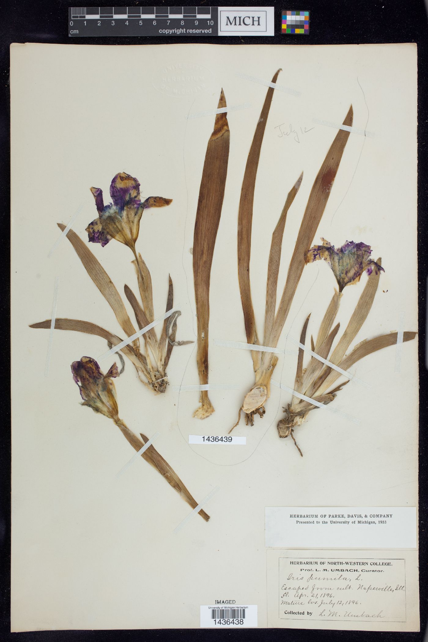 Iris pumila image