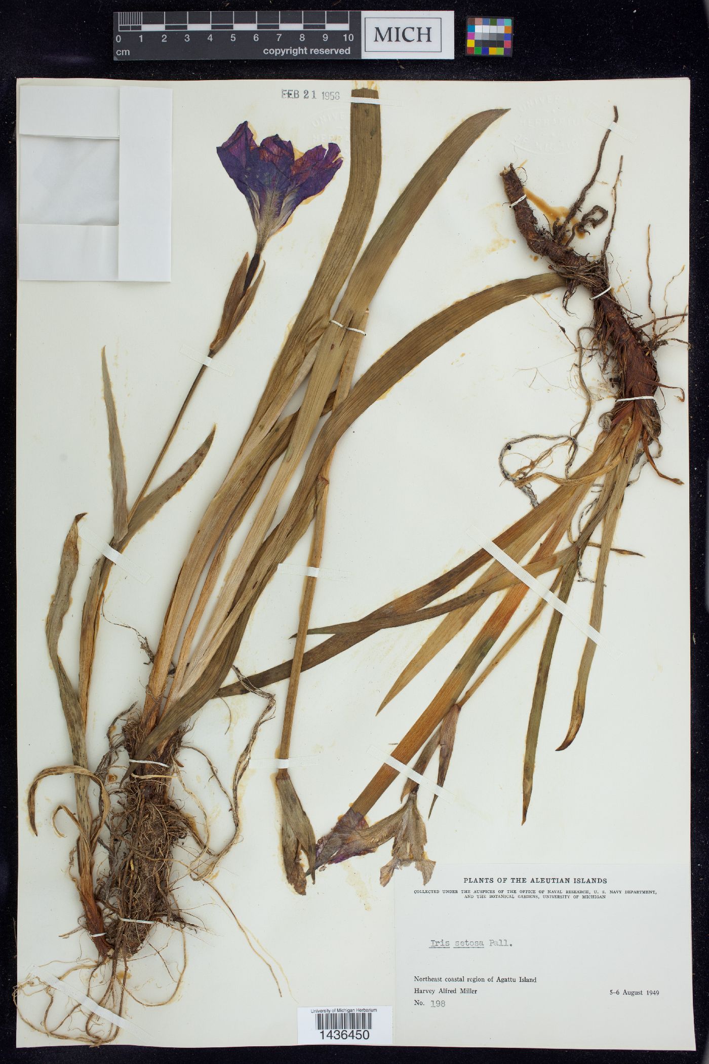 Iris setosa image