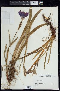 Iris setosa image