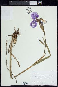 Iris setosa image