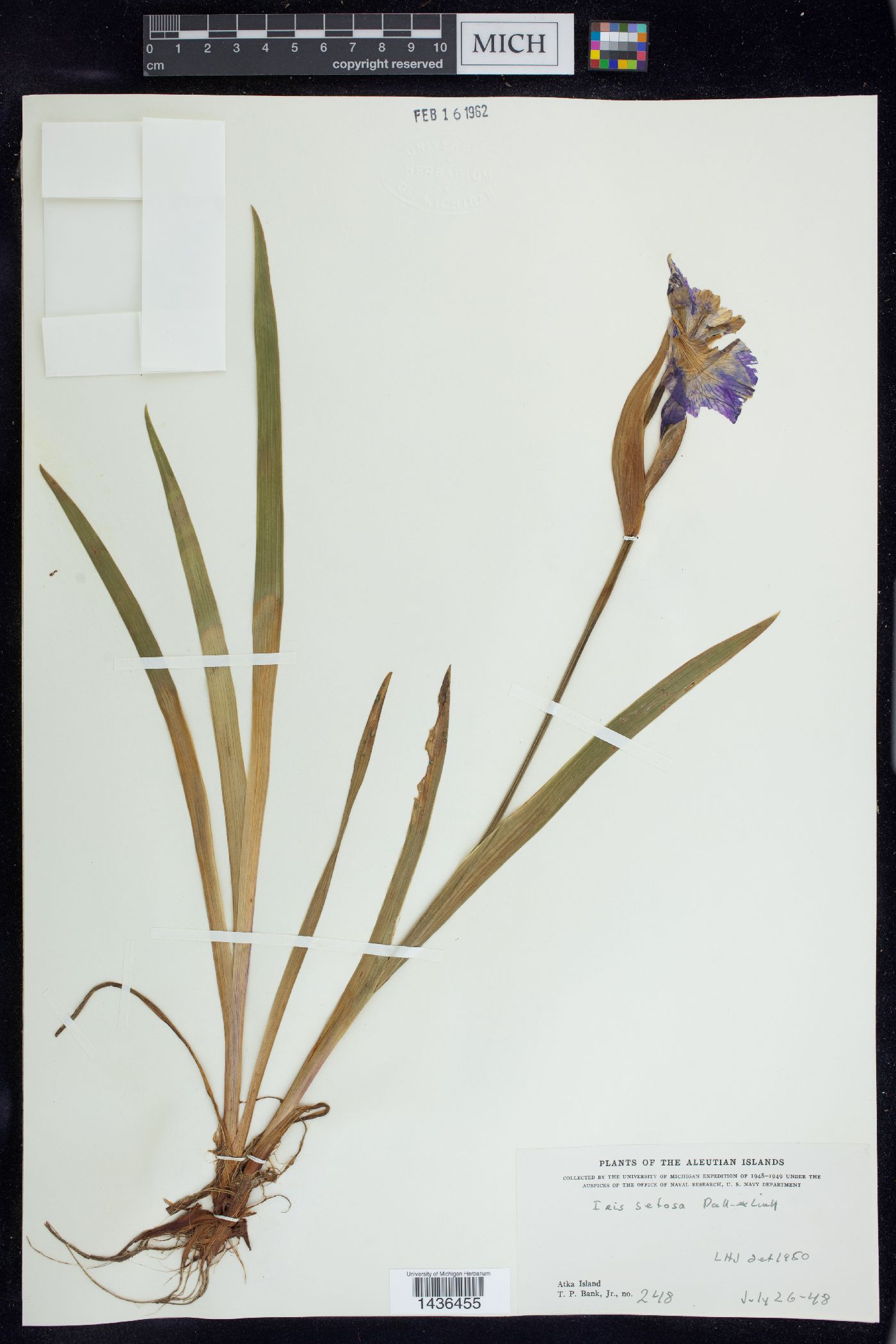 Iris setosa image