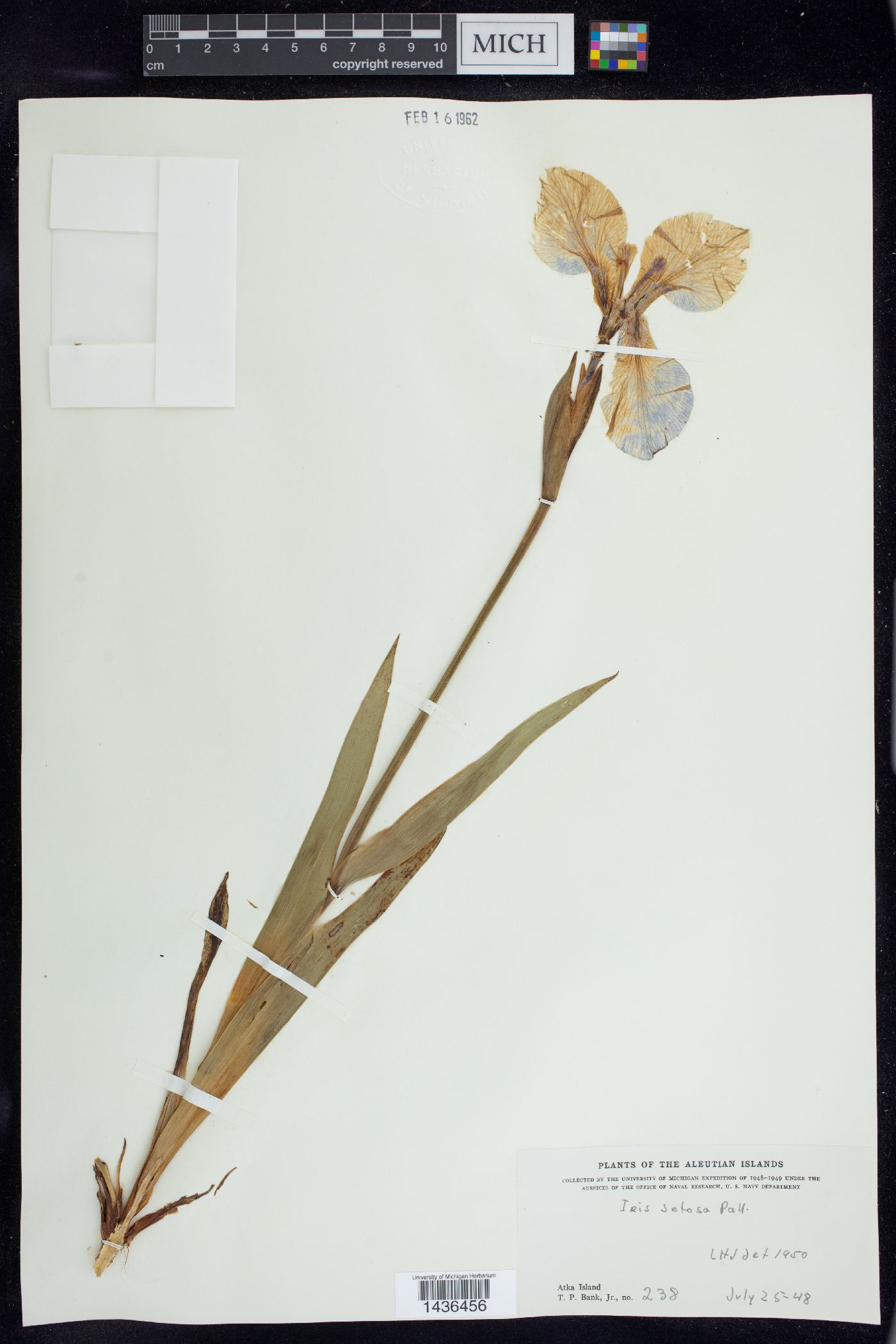 Iris setosa image