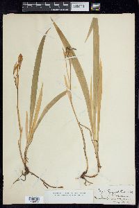 Iris tenuis image