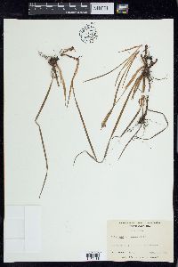 Iris verna image