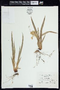 Iris verna image