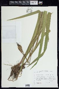 Iris versicolor image