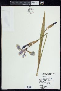 Iris versicolor image