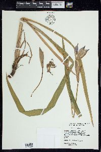 Iris virginica image