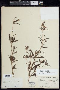 Lysimachia hybrida image