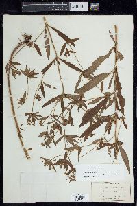 Lysimachia hybrida image