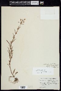 Lysimachia lanceolata image