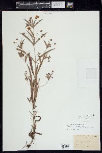 Lysimachia lanceolata image