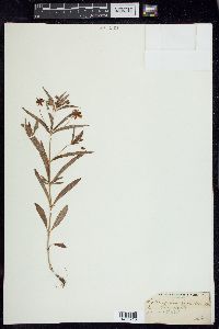 Lysimachia lanceolata image