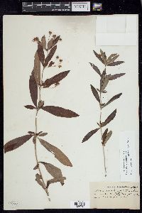 Lysimachia lanceolata image