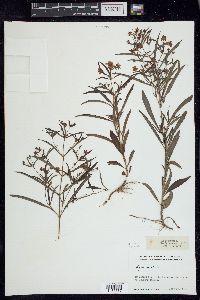 Lysimachia lanceolata image