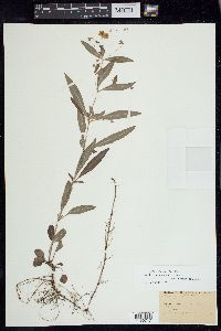 Lysimachia lanceolata image