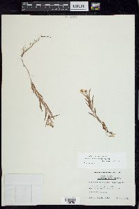 Lysimachia lanceolata image