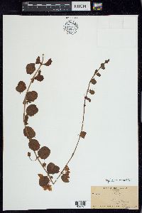 Lysimachia nummularia image