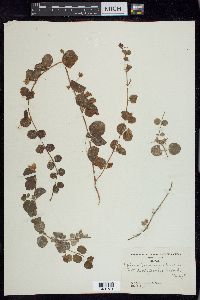 Lysimachia nummularia image