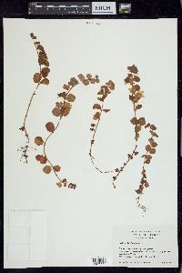 Lysimachia nummularia image