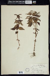 Lysimachia punctata image