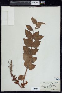 Lysimachia punctata image