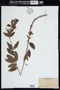 Lysimachia punctata image