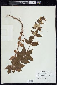 Lysimachia punctata image