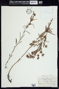 Lysimachia quadriflora image