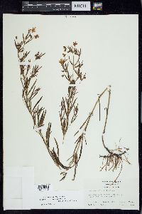 Lysimachia quadriflora image