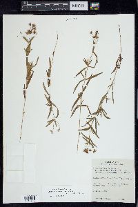 Lysimachia quadriflora image