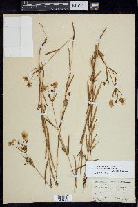 Lysimachia quadriflora image