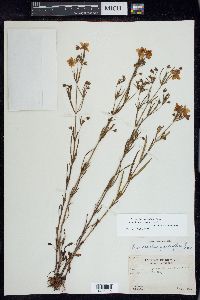 Lysimachia quadriflora image