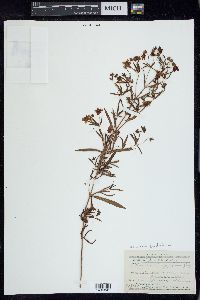 Lysimachia quadriflora image