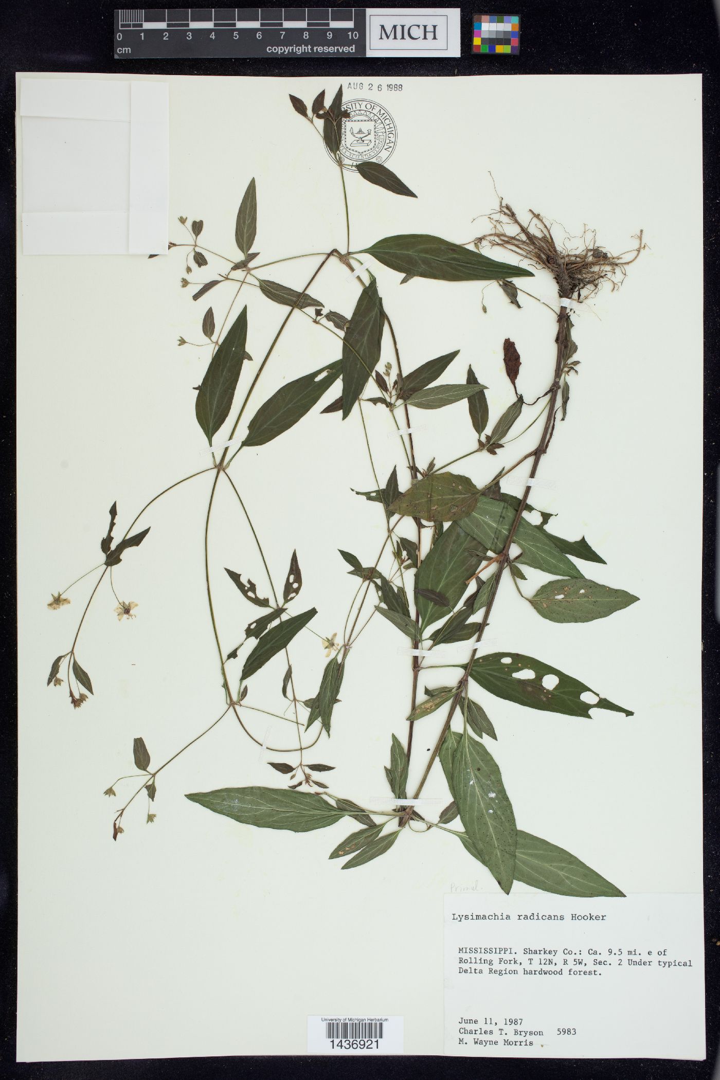 Lysimachia radicans image