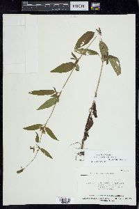 Lysimachia radicans image